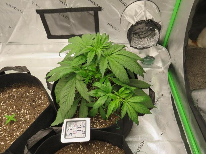 First Timer All Around!. Week 3