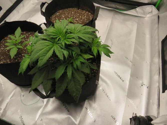 First Timer All Around!. Week 3