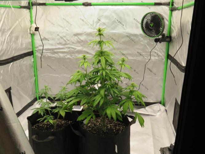 First Timer All Around!. Week 4