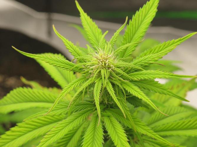 First Timer All Around!. Week 4