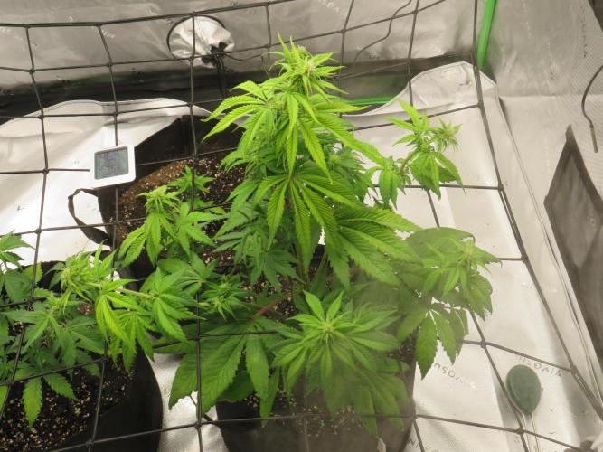 First Timer All Around!. Week 4