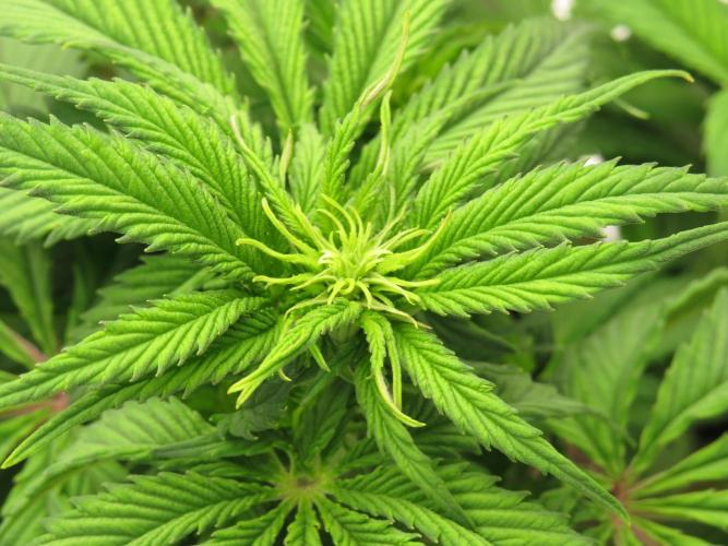 First Timer All Around!. Week 4