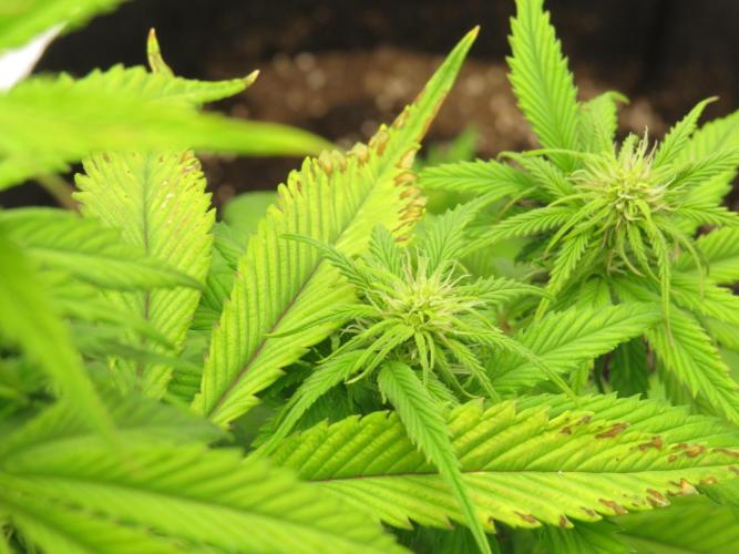 First Timer All Around!. Week 4