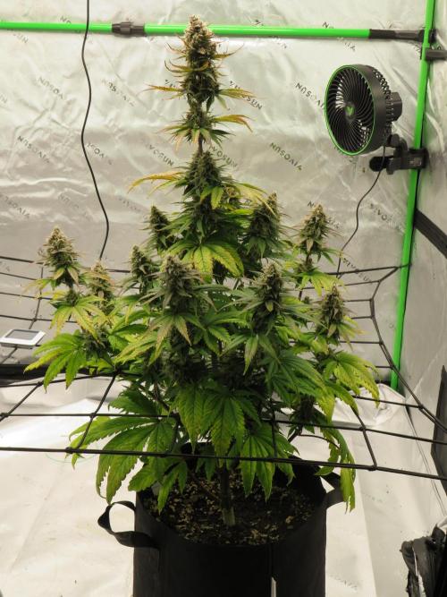 First Timer All Around!. Week 9