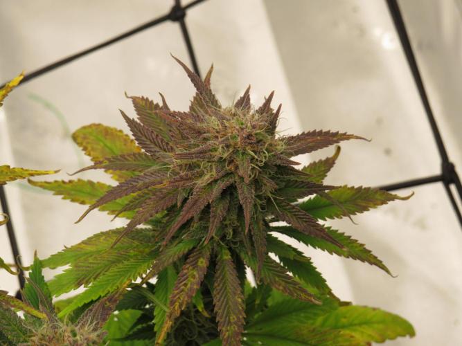 First Timer All Around!. Week 9