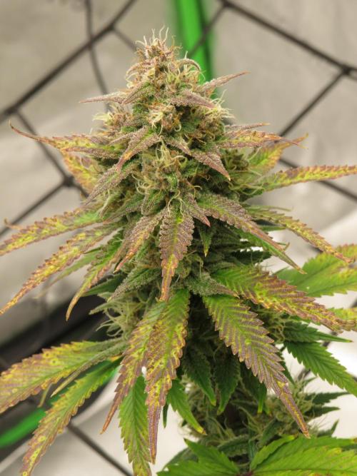 First Timer All Around!. Week 9