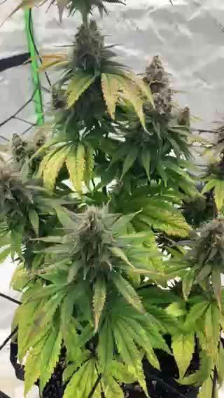 First Timer All Around!