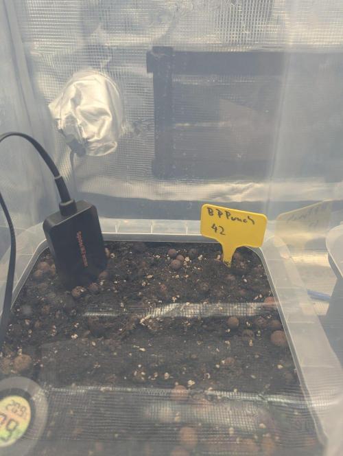 FastBuds//Autopot//Biotabs. Week 1