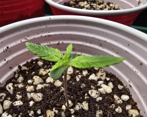Strawberry Gorilla Auto (HFF). Week 1