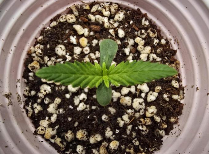 Strawberry Gorilla Auto (HFF). Week 1
