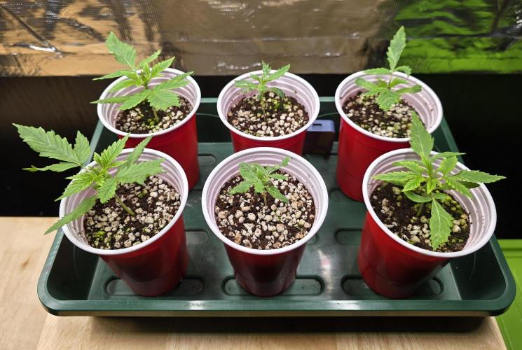 Strawberry Gorilla Auto (HFF). Week 2