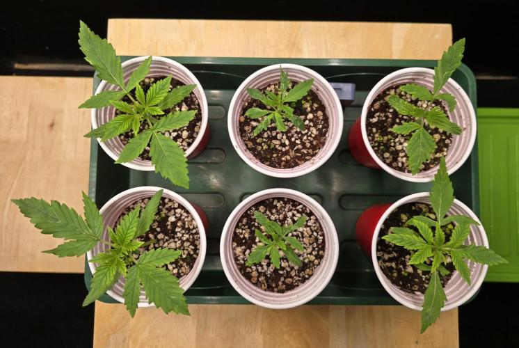 Strawberry Gorilla Auto (HFF). Week 2