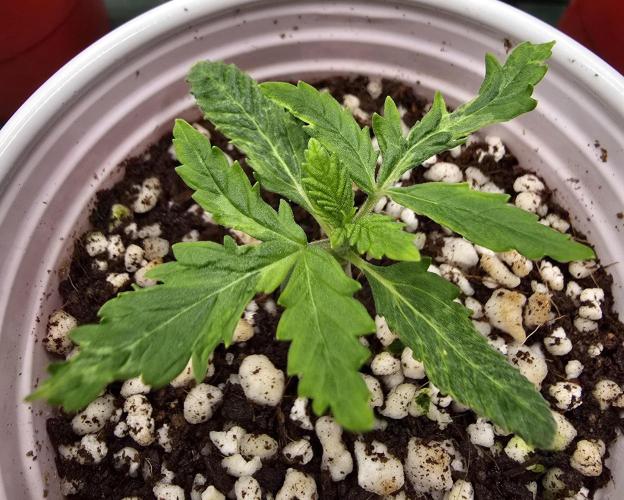 Strawberry Gorilla Auto (HFF). Week 2