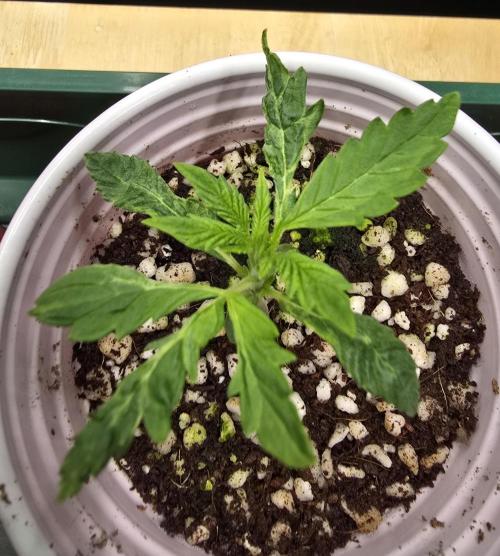 Strawberry Gorilla Auto (HFF). Week 2