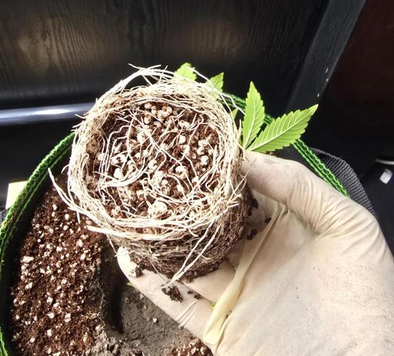 Strawberry Gorilla Auto (HFF). Week 3