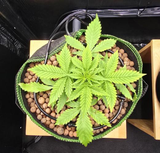 Strawberry Gorilla Auto (HFF). Week 3