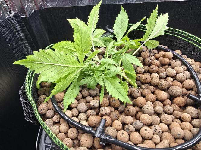 Strawberry Gorilla Auto (HFF). Week 3