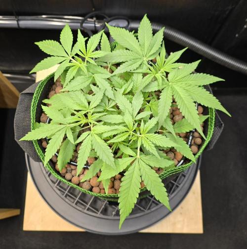 Strawberry Gorilla Auto (HFF). Week 4