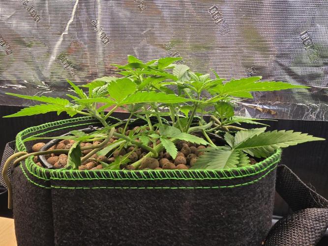 Strawberry Gorilla Auto (HFF). Week 4