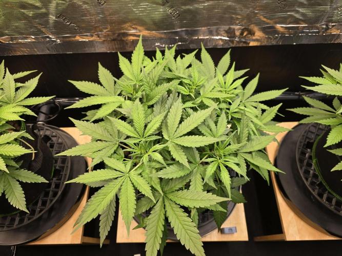 Strawberry Gorilla Auto (HFF). Week 5