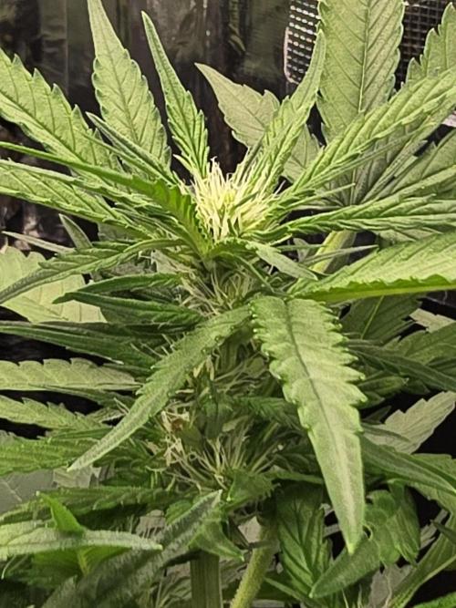 Strawberry Gorilla Auto (HFF). Week 6