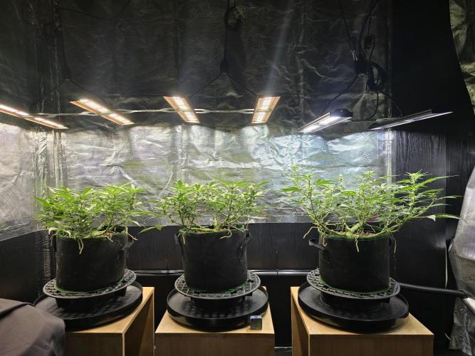 Strawberry Gorilla Auto (HFF). Week 7