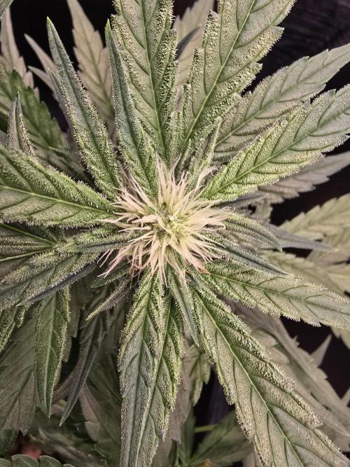 Strawberry Gorilla Auto (HFF). Week 7
