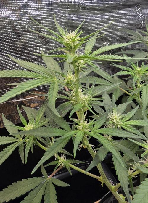 Strawberry Gorilla Auto (HFF). Week 7