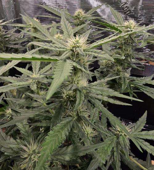 Strawberry Gorilla Auto (HFF). Week 8