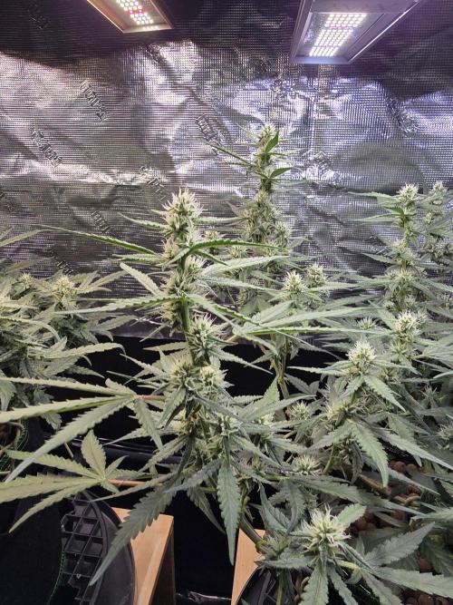 Strawberry Gorilla Auto (HFF). Week 8
