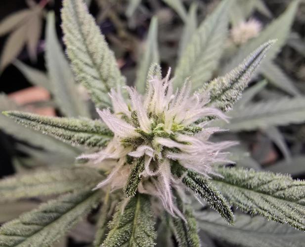 Strawberry Gorilla Auto (HFF). Week 8