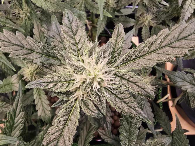 Strawberry Gorilla Auto (HFF). Week 8