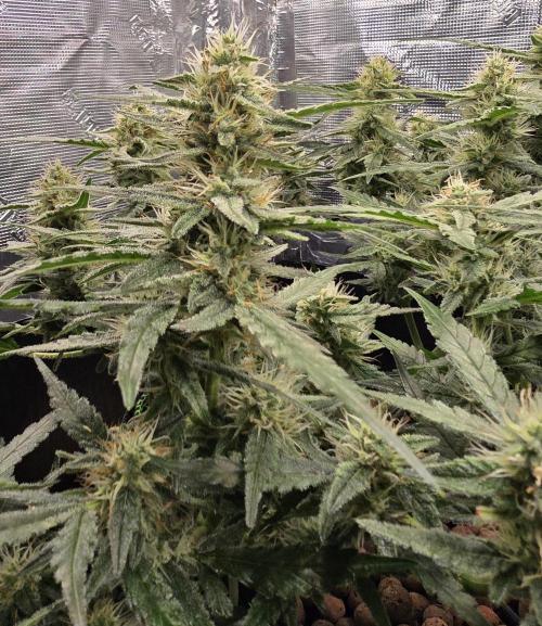 Strawberry Gorilla Auto (HFF). Week 9