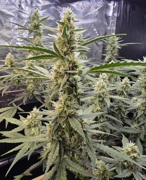 Strawberry Gorilla Auto (HFF). Week 9
