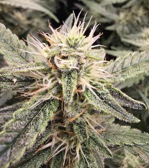 Strawberry Gorilla Auto (HFF). Week 9
