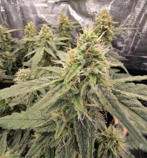 Strawberry Gorilla Auto (HFF). Week 10