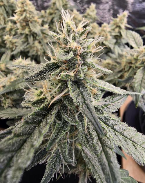 Strawberry Gorilla Auto (HFF). Week 10