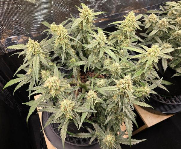Strawberry Gorilla Auto (HFF). Week 10
