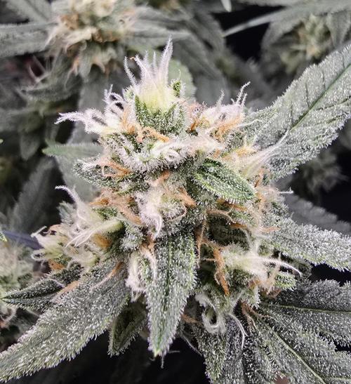 Strawberry Gorilla Auto (HFF). Week 10