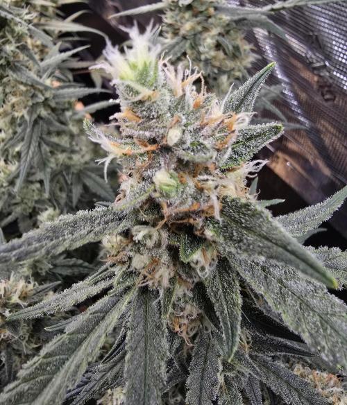 Strawberry Gorilla Auto (HFF). Week 10
