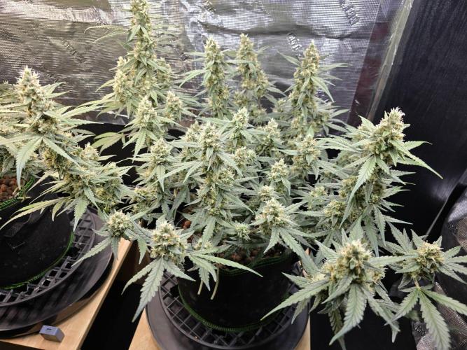 Strawberry Gorilla Auto (HFF). Week 10