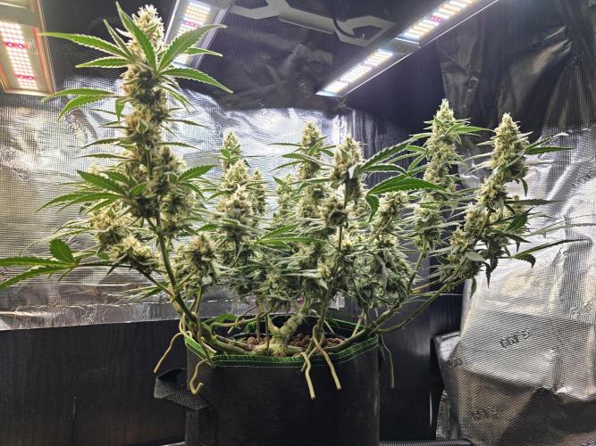 Strawberry Gorilla Auto (HFF). Week 10