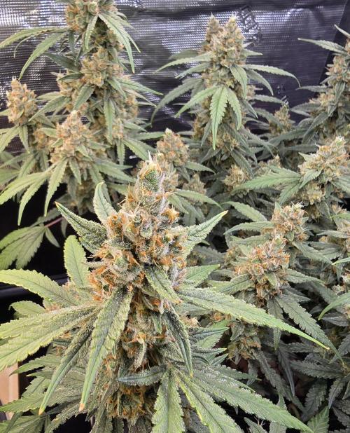 Strawberry Gorilla Auto (HFF). Week 11
