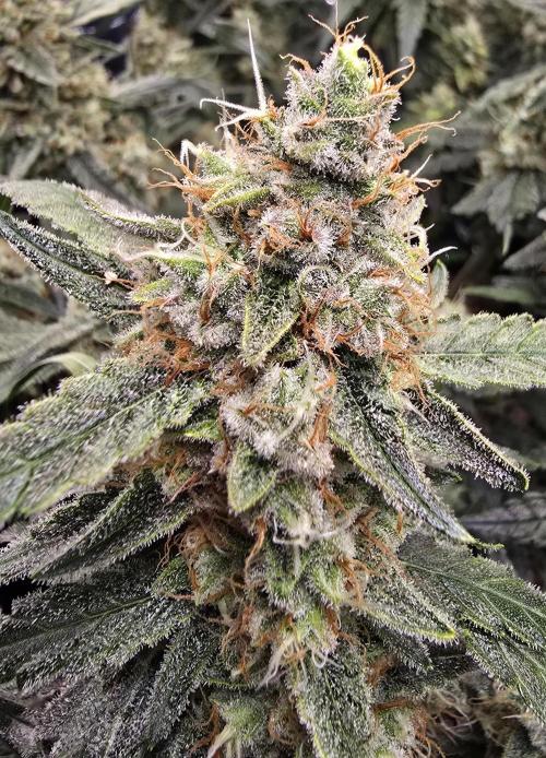 Strawberry Gorilla Auto (HFF). Week 11