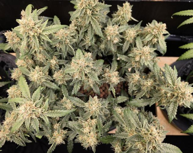 Strawberry Gorilla Auto (HFF). Week 11