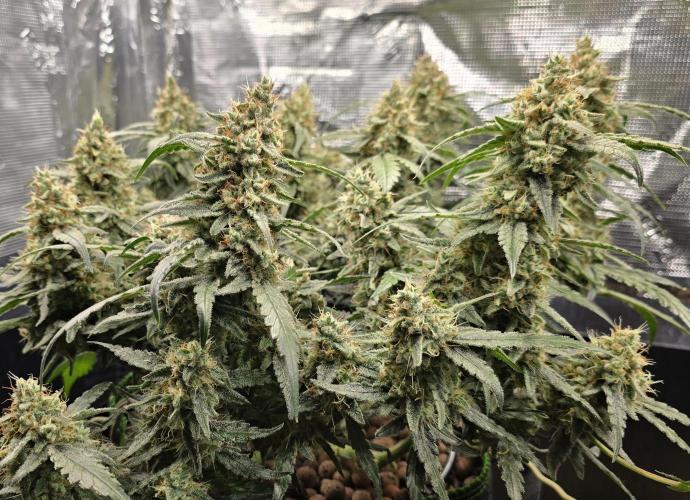 Strawberry Gorilla Auto (HFF). Week 11