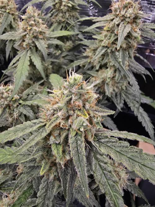 Strawberry Gorilla Auto (HFF). Week 11