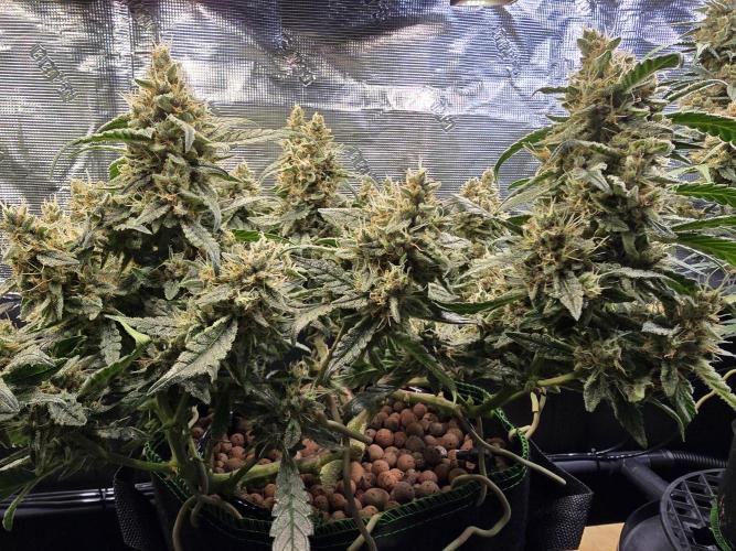 Strawberry Gorilla Auto (HFF). Week 11