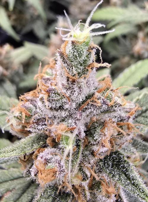 Strawberry Gorilla Auto (HFF). Week 12