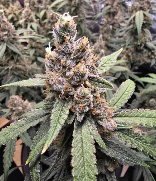 Strawberry Gorilla Auto (HFF). Week 12